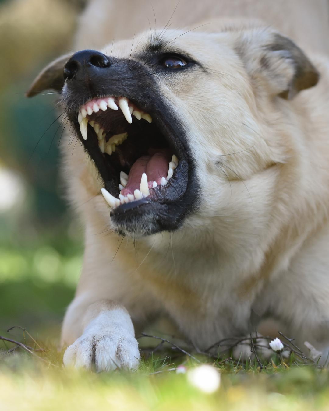 Intensivcoaching für Hunde mit Problemverhalten