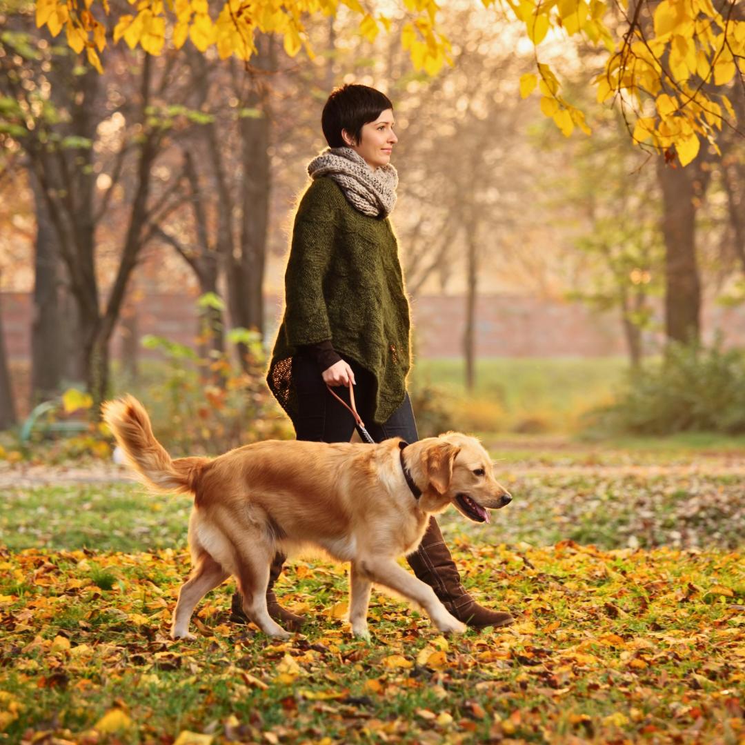 Geführter Social Walk – Spaziergang mit mehreren Hunden