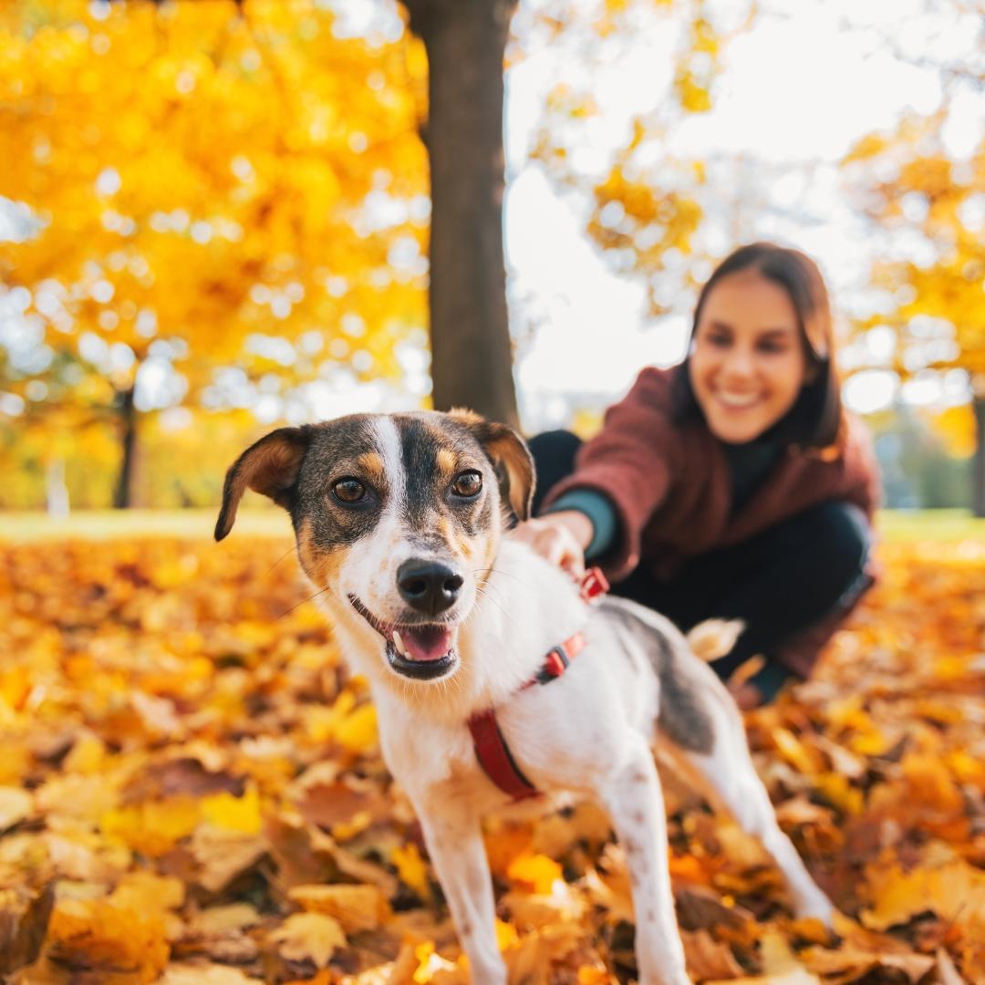 Trainingsveranstaltung im Alltag der Hundeschule Adventure Dogs