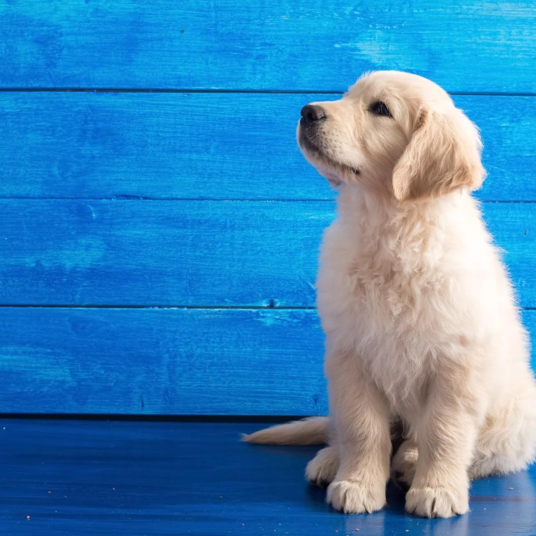 Welpe im Welpenkurs der Hundeschule Adventure Dogs Krumbach