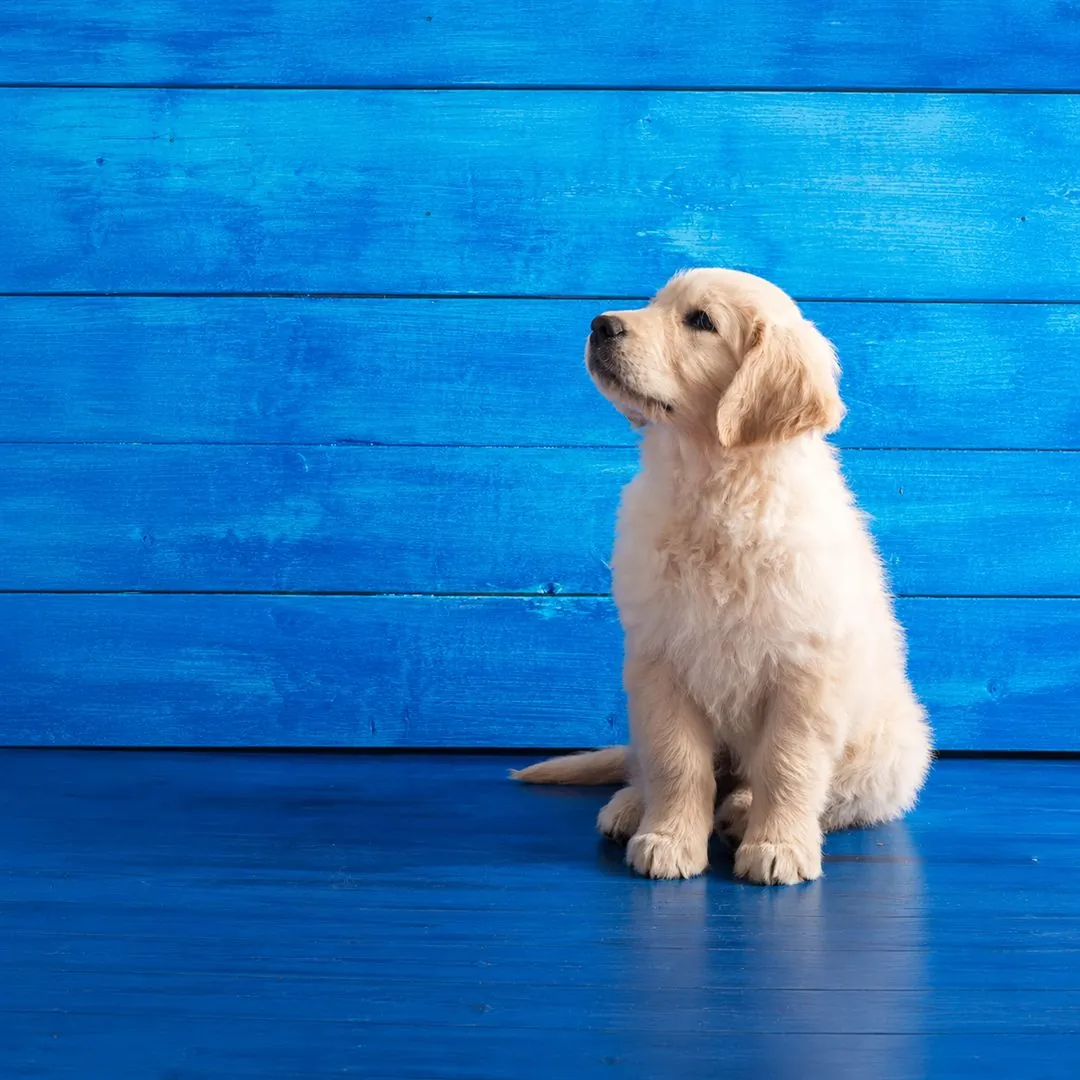 Golden-Retriever-Welpe sitzt vor einer blauen Holzwand
