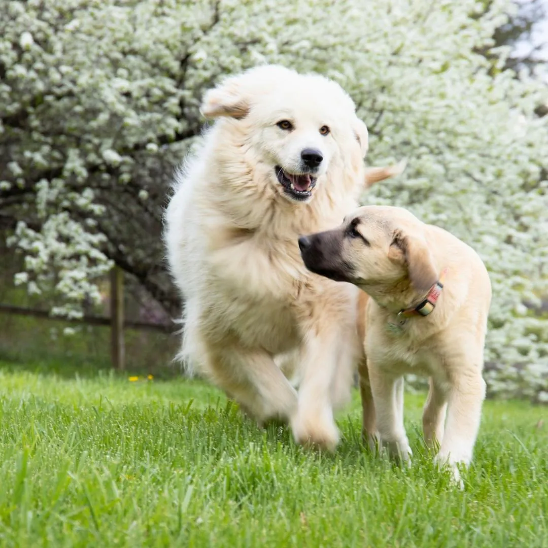 Zwei Hunde begegnen sich entspannt auf einer Frühlingswiese
