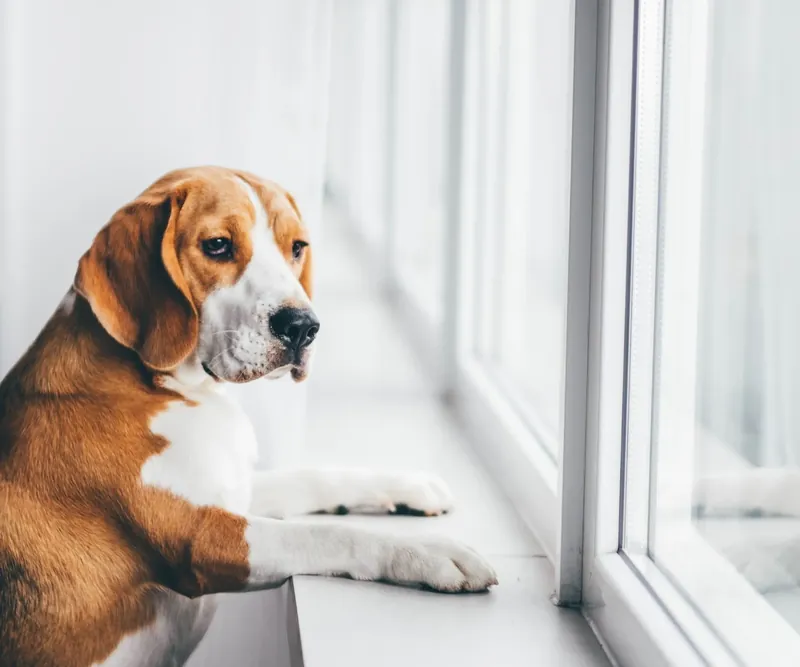 Beagle schaut allein aus dem Fenster