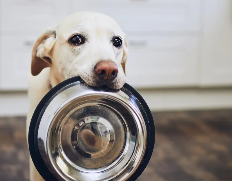 Labrador mit Futternapf