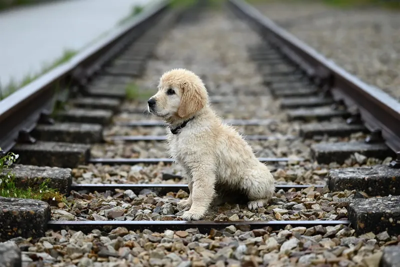 Junger Hund sitzt allein auf Bahngleisen