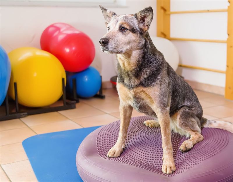 Hund auf Balance-Kissen in der Physio