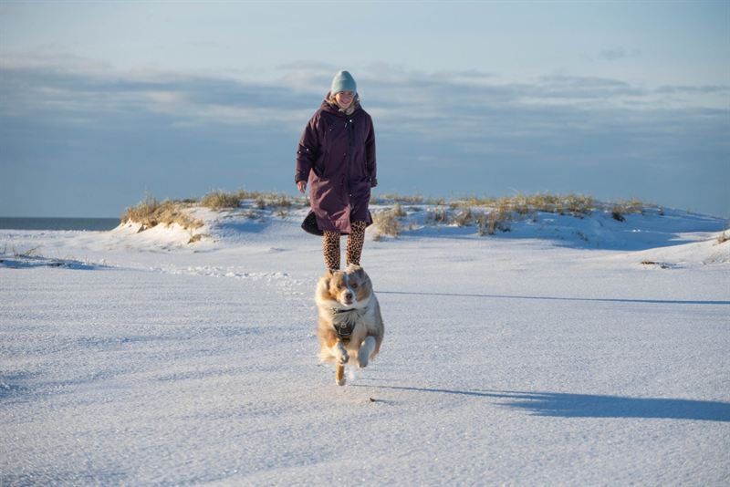Hund im verschneiten Wald