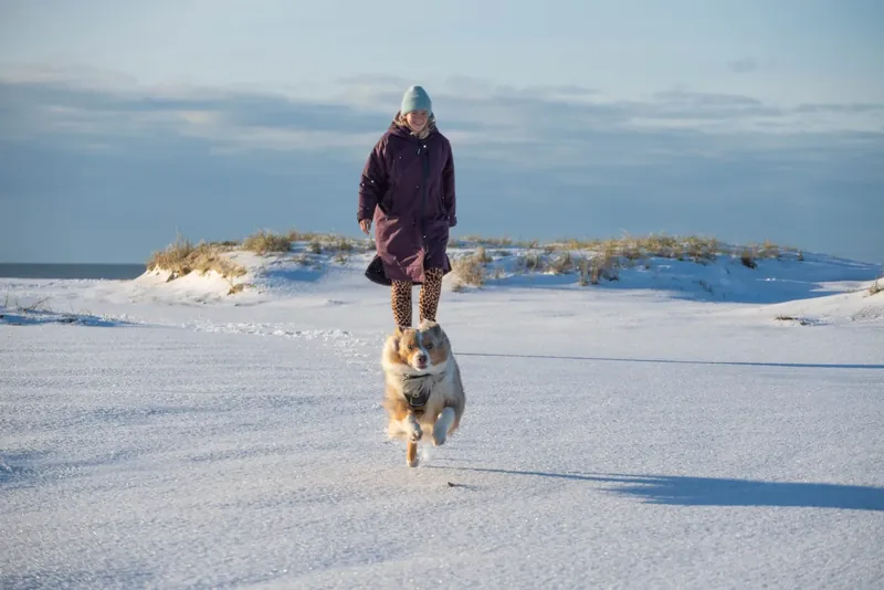 Hund im verschneiten Wald