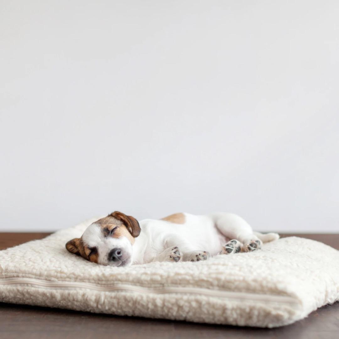 Entspannter Hund