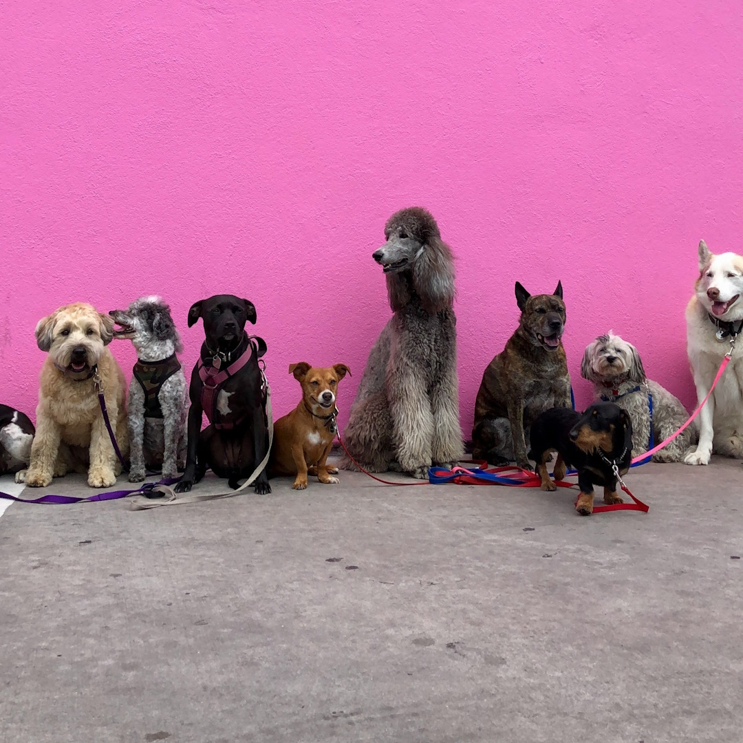 Erzogene Hunde