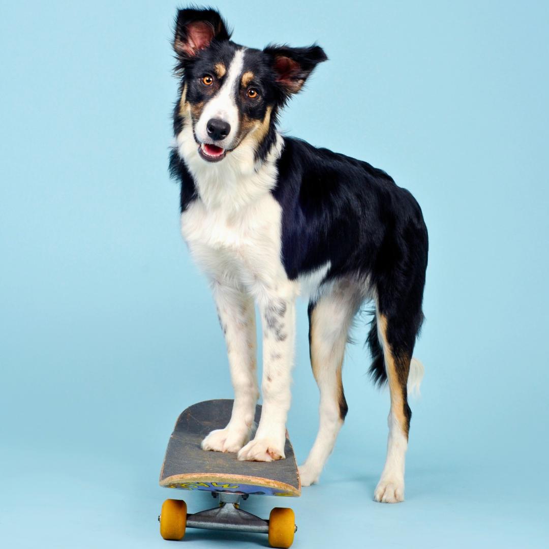 Dog on Skateboard